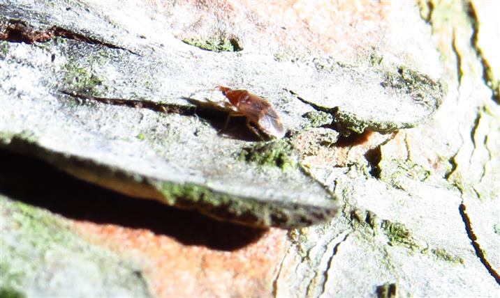 Anthocoridae: cfr. Dysepicritus rufescens  - Costa de Caparica (Portogallo)